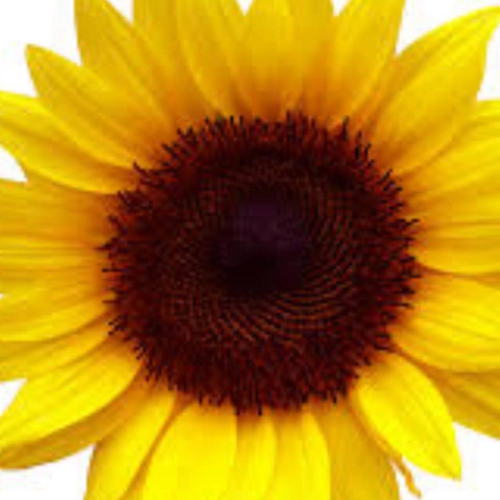 Meet your Posher, Rita